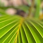 Bernadette Lang - @greenzooming - Instagram