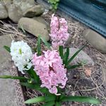 Bernadette Lang - @bernadette.lang.5686 - Instagram