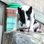 Bernadette  McGowan - @rocketthebullterrier - Instagram