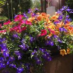 Bernadette O'Brien - @designsfleursat425 - Instagram