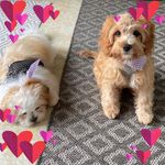 Bernadette Olson - @bernadette_betsy_bird - Instagram