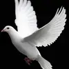 Bernadette Roche - @bernadette.roche4 - TikTok