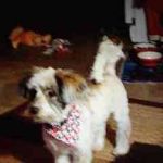 Bernadette Simmons - @beanie121671 - Instagram