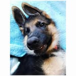 bernard adams - @bernard_shepherd.gsd - Instagram