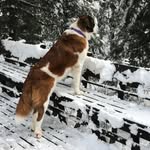 Adler-McCall-StBernard - @adlerthestbernard - Instagram