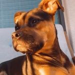 Bernard the Bachelor - @bernardthebachelor - Instagram