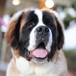 Bailey the Saint Bernard - @bernardbaileythesaint - Instagram