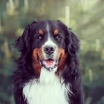 Bernard Bamba - @bambabernard - Instagram