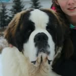 серьезный пёс  ) - @st._bernard_barney - Instagram