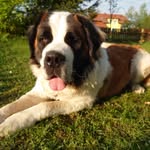 Barney - @barney_st.bernard - Instagram
