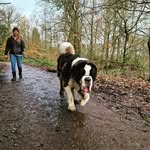 Barney Bernard - @barney_st_bernard - Instagram