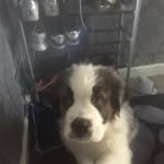 Barney Rowbottom - @barney_the_bernard_3421 - Instagram