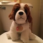 @barney_the_bernard - Instagram