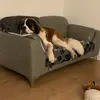 barneythesaintbernard - @barneythesaintbernard - TikTok