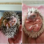 Bernard & Barney - @bernard_and_barney - Instagram