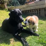 Bernard & Barney❤️ - @bernard.and.barney - Instagram