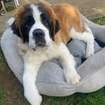 St Bernard Barney - @stbernard_barney - Instagram