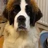 St Bernard Barney - @st_bernard_barney - TikTok