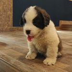 Bentley - @bentley__the__bernard - Instagram