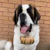 BENTLEY - @bentley_stbernard - TikTok