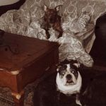 Bernard, Bentley & Maria Blair - @lifewithmandb - Instagram