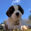 SaintBentleyBernard - @saintbentleybernard - TikTok