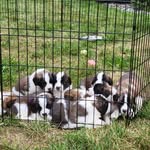 Bixby St Bernards - @bixbystbernards - Instagram