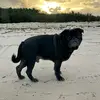 BernardInBrisbane - @bernardinbrisbane - TikTok