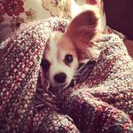 Bernard Chandler Rosenberg - @theberndog - Instagram