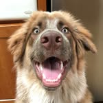 Bernard Cheeseburger - @bernardcheeseburger - Instagram