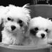 Bernard Chua - Facebook
