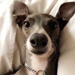 Louie Bernard Cohen - @louiecohens - Instagram