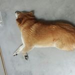 bernard crow - @crowcaldwell - Instagram