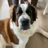 Darby🐾 - @darbythesaintbernard - TikTok