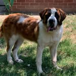 Darling_st.bernard - @darling_the_st.bernard - Instagram