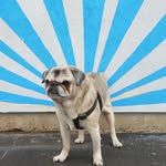 Bernard Diaz - @pugnacious_bernard - Instagram