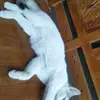 Bernard fish - @magelang.fish2 - TikTok