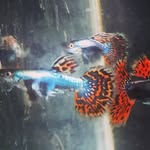 Bernard Guppy - @bernard_fishscape - Instagram