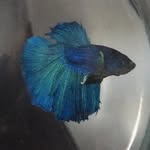 Bernard the beta fish - @beta.bernard - Instagram