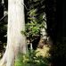 Bernard Devoto Memorial Grove, Clearwater National Forest - Facebook