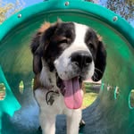 Frank - @frank.saint.bernard - Instagram