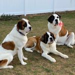 SaintBentleyBernard&Friends - @saintbentleybernard - Instagram