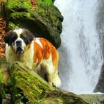 Galli Du Val Du Morakopf - @galli.st.bernard - Instagram
