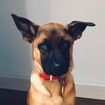 Bernard Pippen Gannon - @bernardtheshepinois - Instagram