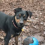 Bernard (Bernie) Gentry - @bernard_dog1 - Instagram