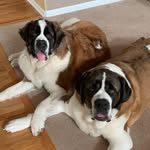 Mack & Minnie - @gentry_saint_bernards - Instagram