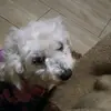 mia the cute dog - @bernardgerber - TikTok