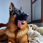 Bernardo German Shepherd - @bernardo.germanshepherd - Instagram