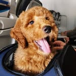 Bernard - @bernardgoldendoodle - Instagram
