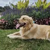Bernard - @goldenbernard - TikTok